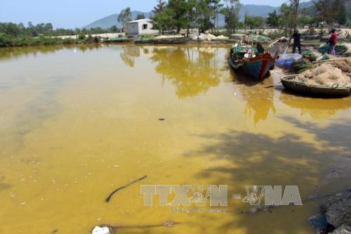 Nước biển màu vàng lạ ở cảng Chân Mây - Lăng Cô là do tảo nở hoa ảnh 1